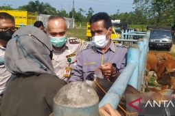 Pemkab Batanghari akan berikan kompensasi ternak mati terpapar PMk