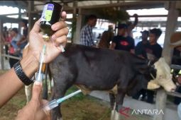 Distan: Kasus PMK di Mukomuko bertambah jadi 1.903 ekor