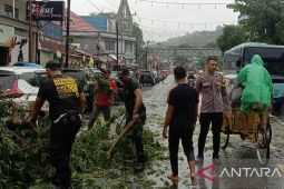 Polresta Ambon ingatkan pengendara waspadai ancaman pohon tumbang
