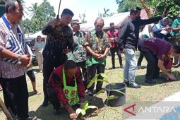 Pemkab Manokwari bantu 6.000 bibit pisang unggul ke petani