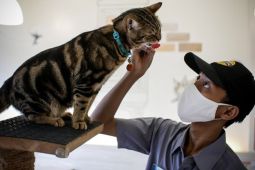 Hotel khusus kucing kembali laris manis di Paris