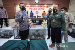 Polda Jatim amankan ratusan satwa ilegal