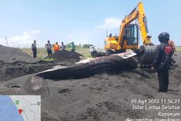 Tiga hiu tutul terdampar di pesisir selatan Lumajang dan Jember