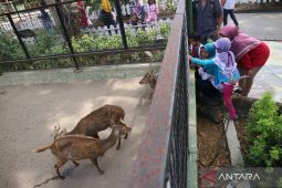 Kebun Binatang Surabaya
