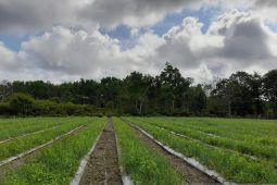 Bank Indonesia serahkan alat pengeringan bawang kepada petani Bangka Tengah