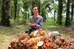 Cerita alumni Kartu Prakerja di perkebunan sawit Kalbar