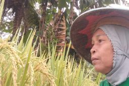 Poltekbang Manokwari: Beras lokal harus dijual mahal