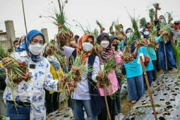 Purwakarta berhasil panen bawang merah di dataran tinggi