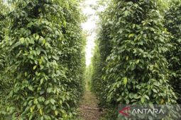 Inovasi 'Melada' berhasil dikembangkan Petani lada di Bangka
