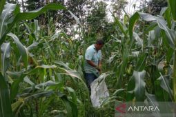 Nilai tukar petani Babel naik 8,09 persen pada Agustus