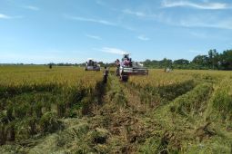 Dispangtan Purwakarta: Serangan OPT tak ganggu produktivitas padi