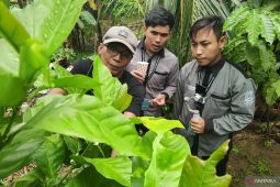 IAAS beri pelatihan budidaya kopi untuk mahasiswa dan petani di Kalsel