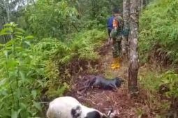 10 ekor kambing warga Seluma mati, diduga diterkam harimau
