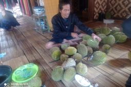 Durian sejahterakan petani Badui