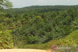 KLHK identifikasi 3,4 juta hektare sawit masuk area konservasi tinggi