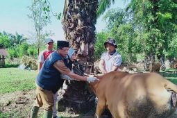 Kasus PMK di Mukomuko terus bertambah