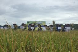 Panen perdana musim gadu, ini pesan Pj Bupati Aceh Besar