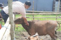 Penyakit mulut kuku hewan di Rejang Lebong tersisa 24 kasus
