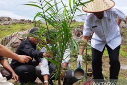 Luas tanam kebun sawit swadaya di Kalimantan Barat capai 534.767 hektare