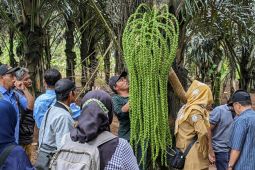 DPPP Balikpapan siapkan 5 hektare lahan kebun aren suplai IKN