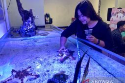 "Menyentuh biota laut di akuarium" jadi wisata edukasi baru di Bali