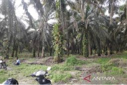 Serikat petani sawit dukung dana peremajaan Rp60juta per hektare
