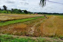 Pemkab Batanghari akan meningkatkan penangkar di setiap kecamatan