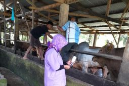 Kasus PMK di Mukomuko Bengkulu bertambah jadi 1.459 hewan ternak