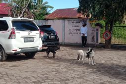 Distan Mukomuko bentuk satgas khusus eliminasi anjing liar
