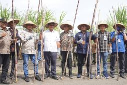Perum Perhutani manfaatkan hutan untuk wujudkan swasembada gula nasional