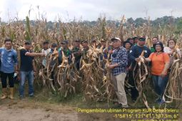 Program 'Pajeko' Kabupaten Morut hasilkan panen jagung dua kali lipat