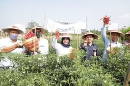 Pemkab Sleman kendalikan harga cabai dengan optimalkan pasar lelang