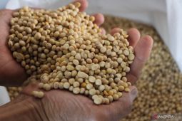 Pemerintah akan memperpanjang program subsidi kedelai