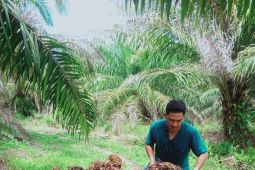 Harga sawit di Mukomuko naik capai Rp100/kilogram