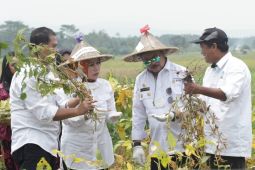 Varietas Migo Sukses, Kabupaten Serang Bersiap Jadi Sentra Kedelai