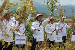 Mentan optimis Kabupaten Serang sentra kedelai varietas Migo