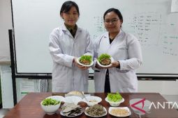 Mahasiswa Ubaya buat mi dari tempe dan daun sengkubak