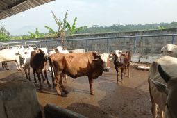 Sebanyak 1.024 ekor hewan di Lebak divaksin untuk cegah PMK