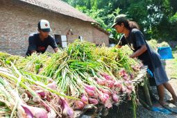 Menjemur bawang merah