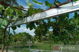 Mengendalikan inflasi dari lahan bekas tambang di Bangka Belitung