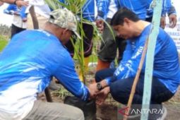Fuadri bantu ekonomi warga Aceh Barat melalui budidaya kelapa pandan wangi