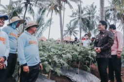 Pemkab Badung tingkatkan ketahanan pangan dengan kebun kota