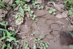 Petugas pasang kamera jebak pantau pergerakan harimau