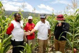 BIN dan PMI berdayakan ratusan warga bekerja di lahan jagung