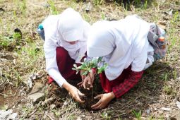 Kemenko PMK tanam 400 ribu bibit pohon di Garut