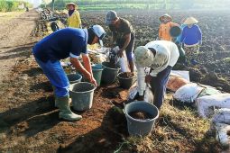 Puslit: BAP jadi solusi terbatasnya pupuk bersubsidi