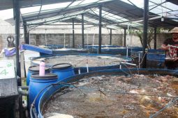 EM4 jadikan ikan nila budi daya oleh warga Tabanan bisa berlimpah hasilnya