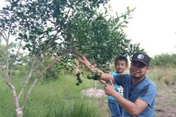 Petani muda dorong pengembangan teknologi pertanian di daerah