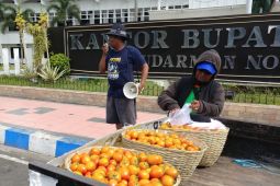 Peringati Hari Tani Nasional, petani bagikan tomat gratis di Jember