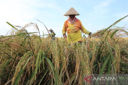 Menjaga keperkasaan pertanian, melanjutkan swasembada beras